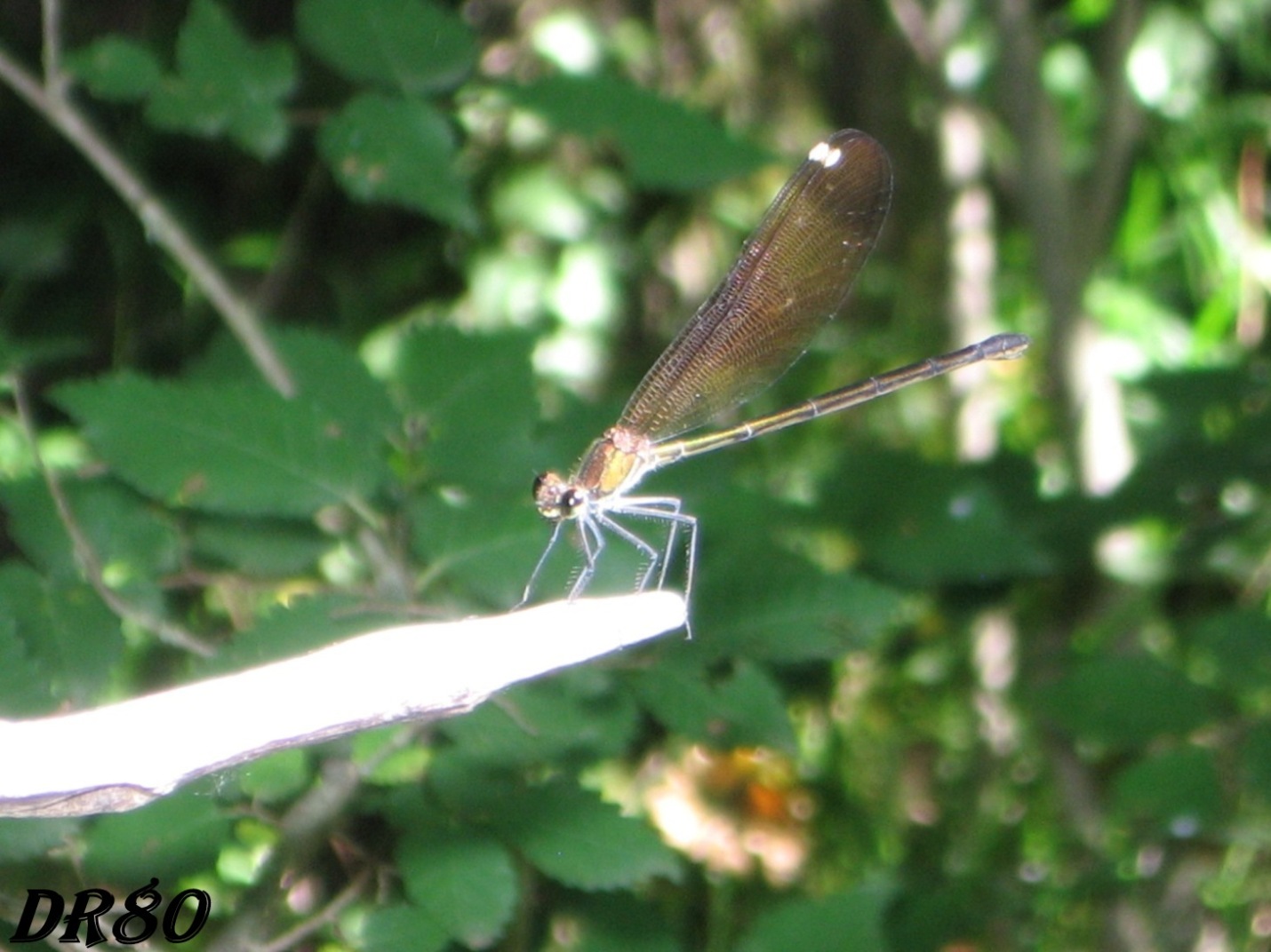 Libellula da determinare!